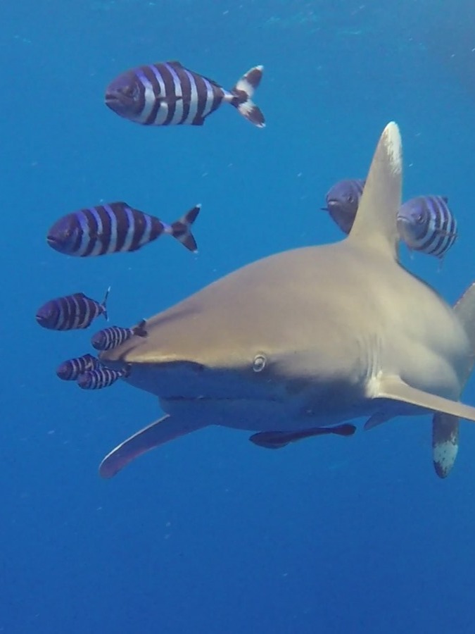 Longimanus tauchsafari liveaboard redseavision tauchen Ägypten longimanus hai