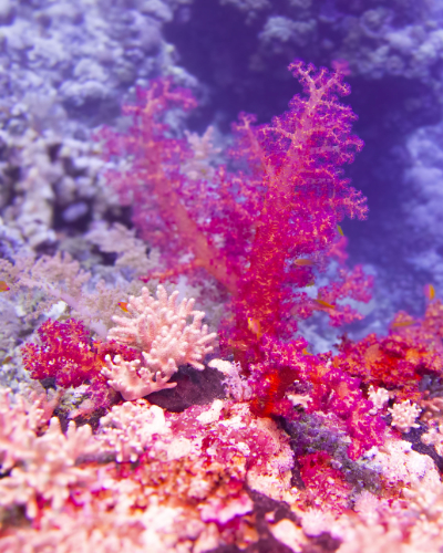 Daedalus Weichkorallen Tauchsafari RotesMeer Unterwasser Termine Routen Korallen dive-with-me redseavision